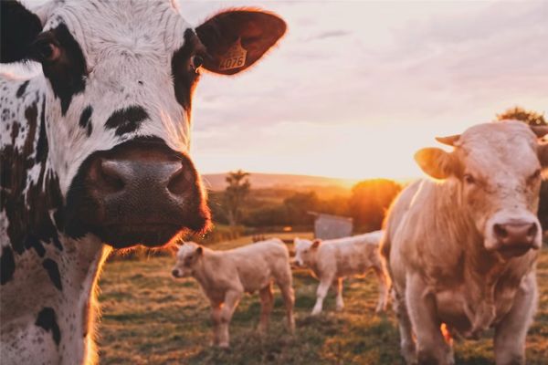 JAX zuivelindustrie bij Mavom